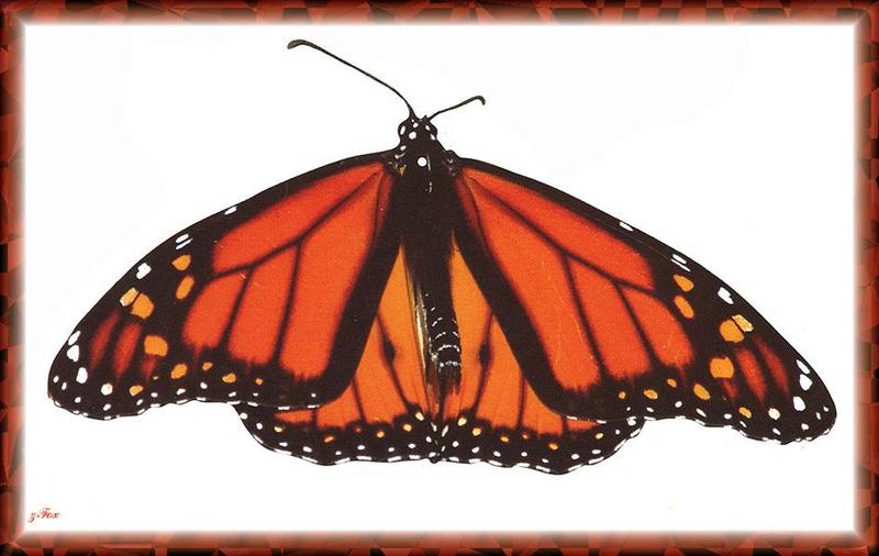 zfox butterfly misc 15.jpg
