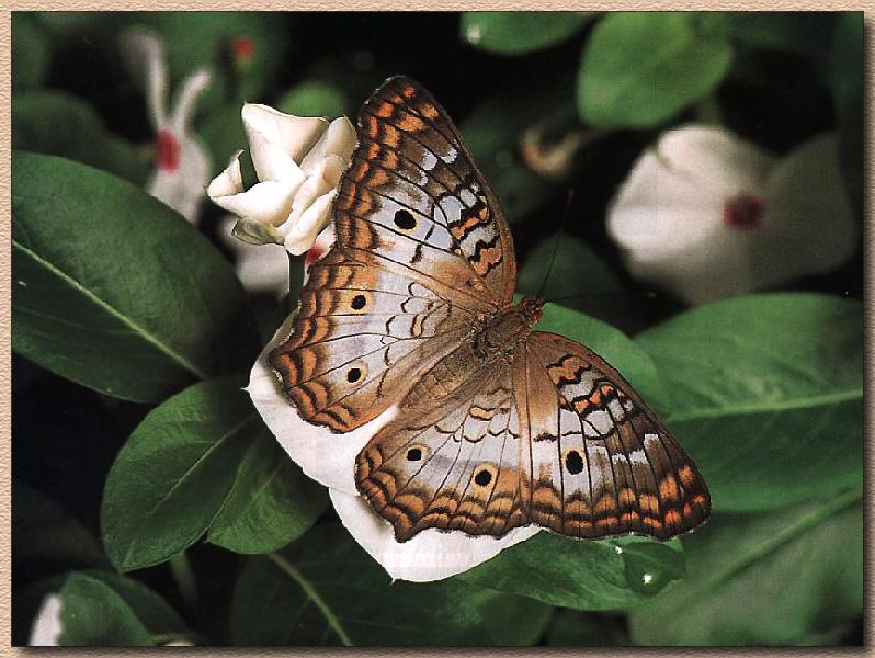 White Peacock Butterfly 01.jpg
