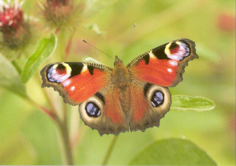 peacock butterfly.jpg