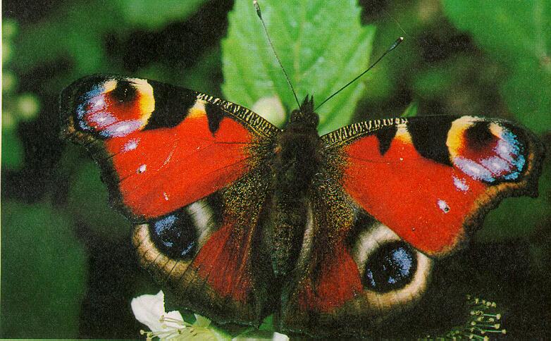 Tiny Beasty-Peacock Butterfly.jpg