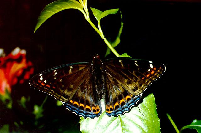 Tiny Beasty-lpopuli1-Poplar Admiral Butterfly.jpg