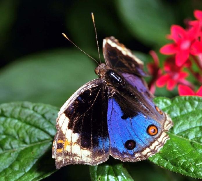 Blue Pansy Butterfly83-sitting on leaf.jpg