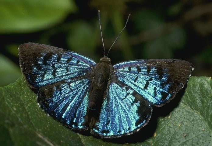52063-Blue Butterfly.jpg