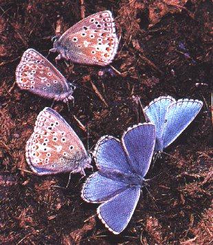 btr3-Blue Butterflys-On Land-2 Males 3 Females.jpg
