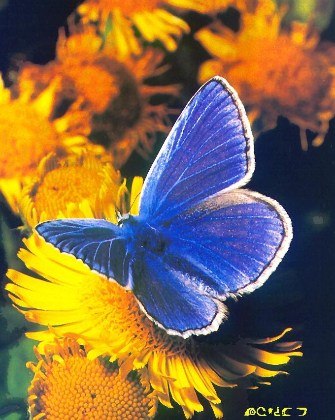 Common Blue Butterfly-sitting on flower.jpg