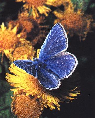 Common Blue Butterfly-On Sun Flower.jpg