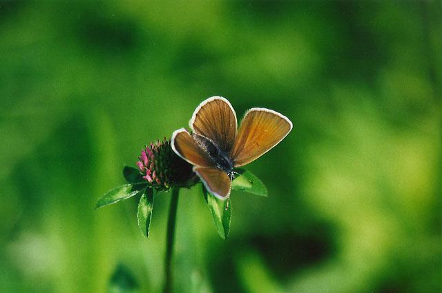 Tiny Beasty-csemiargus1-Mazarine Blue Butterfly.jpg