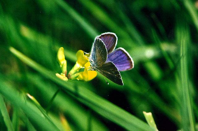 Tiny Beasty-csemiargus2-Mazarine Blue Butterfly.jpg