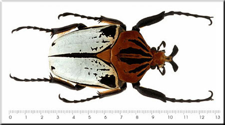 00007-African Goliath Beetle.jpg