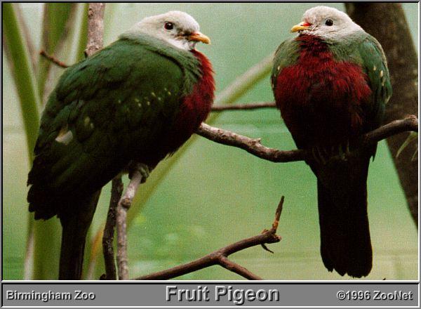 Fruit Pigeons B1-On Brach.jpg