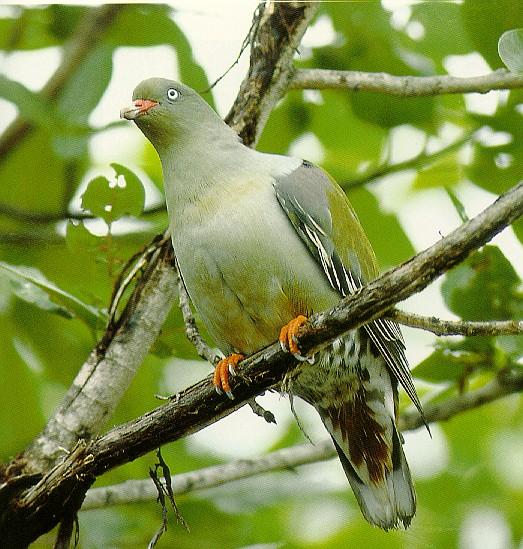 Pardosa birds Green pigeon 030-perching on branch.jpg
