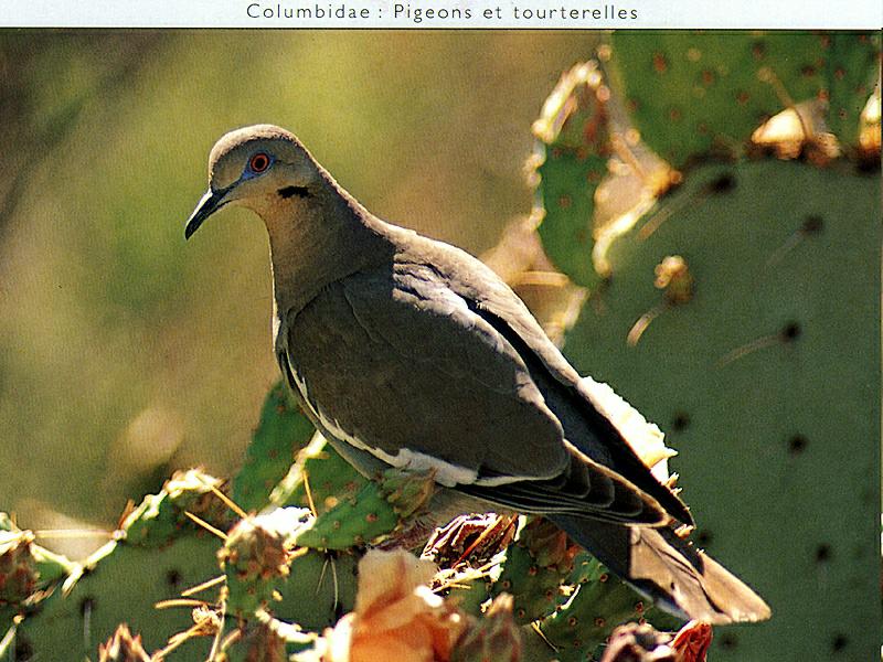Ds-Oiseau 130-White-winged Dove-perching on cactus.jpg