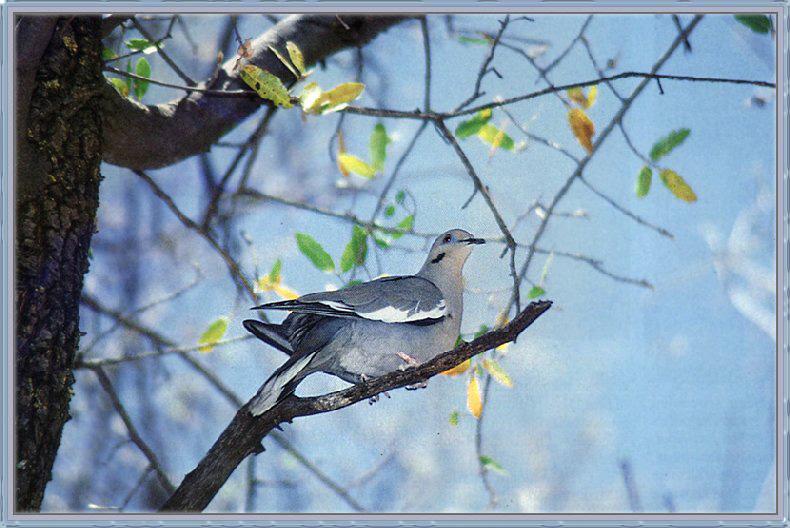 White-winged Dove 05-Sitting on Branch.jpg
