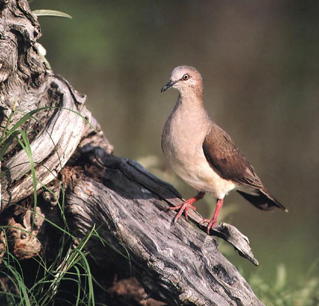 White-tipped Dove Sitting on old tree trunk.jpg