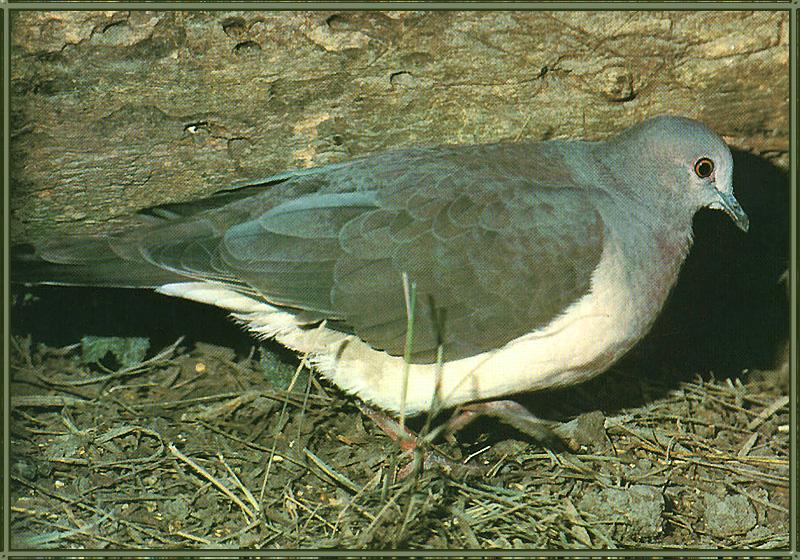 White-fronted Dove 01.jpg