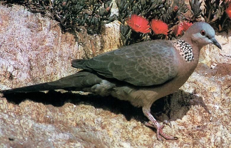 Spotted Dove-On rock cliff edge.jpg