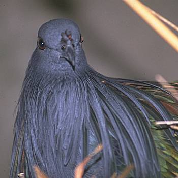 Nicobar Pigeon2-Face Closeup-Sedgewick County Zoo.jpg