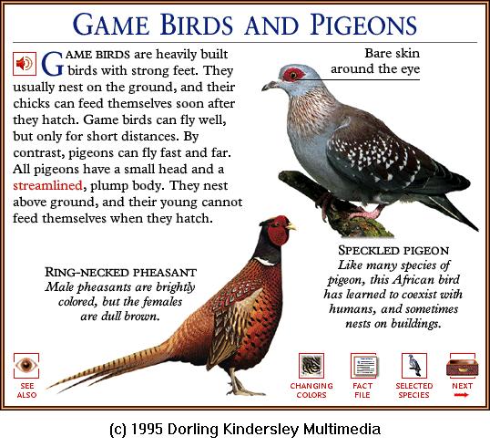 DKMMNature-Ring-necked Pheasant-Speckled Pigeon.gif