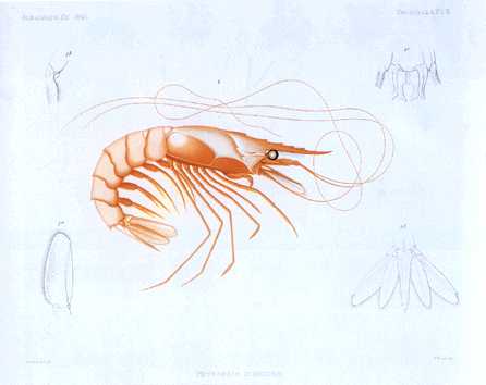 Anmaq143-Painting Red Shrimp.jpg