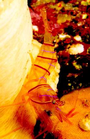 Candy-Anemone Shrimp-closeup.jpg