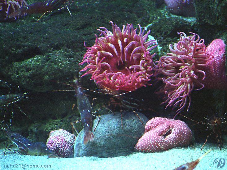 FSea life1-Pink Sea Anemones and Shrimps.jpg