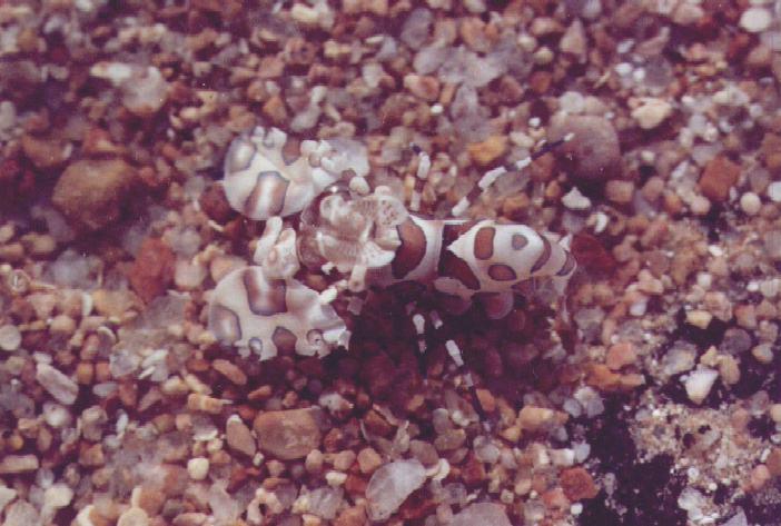 prawn-Harlequin Shrimp on pebbles floor.jpg