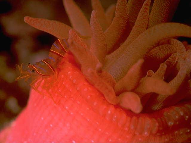 s095282-Red Sea Anemone with Shrimp.jpg