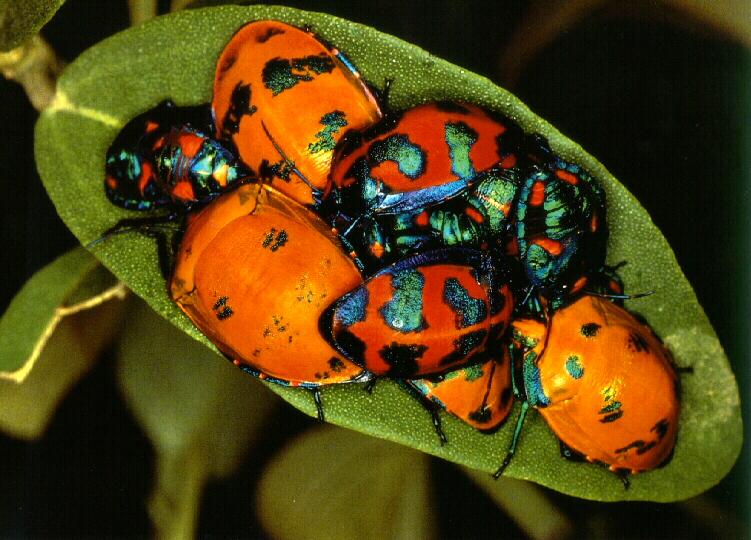 Camouflage-bug02-Harlequin Bugs-On Leaf-Protective Coloration.jpg