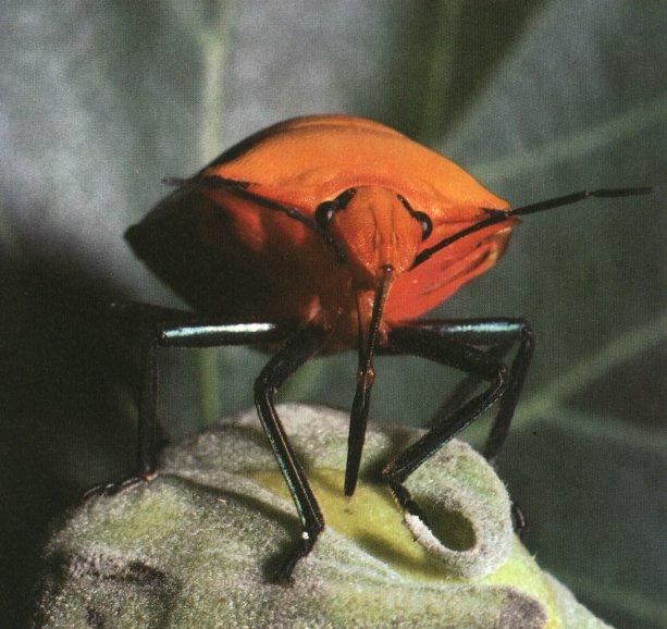 Harlequin Bug 0.jpg