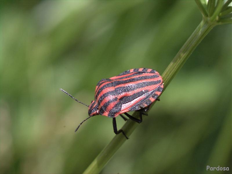Pentatomid Bug 1-closeup on grass trunk.jpg