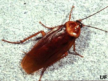 american cockroach.jpg