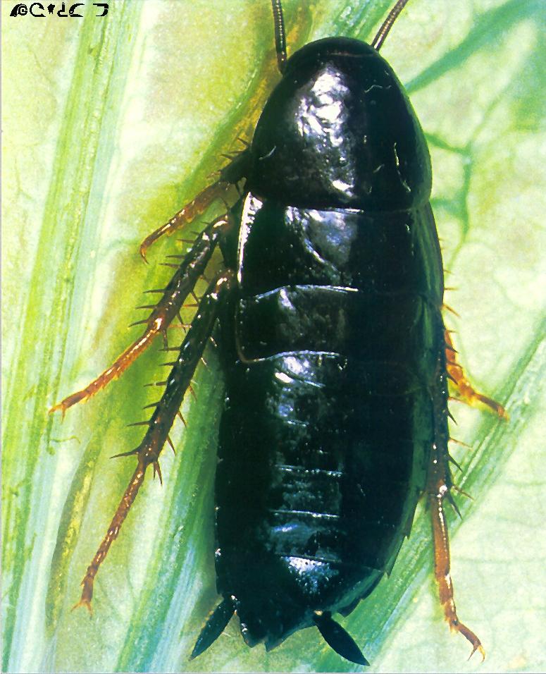 Cockroach-closeup on grass.jpg