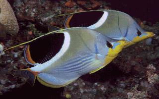 Tropical Fish-Blue Butterflyfishes.jpg