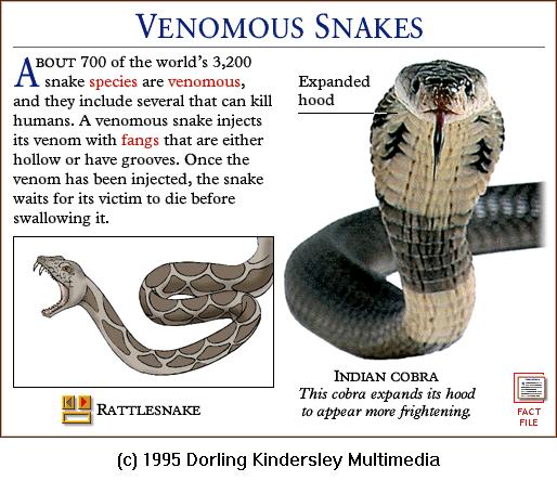 DKMMNature-Reptile-Venomous Snake-Indian Cobra.gif
