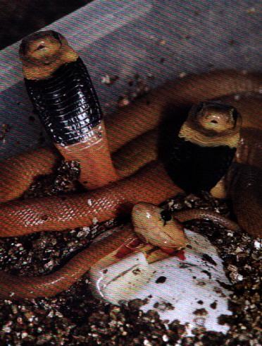 Snake Hatching Red-Spitting Cobras.jpg