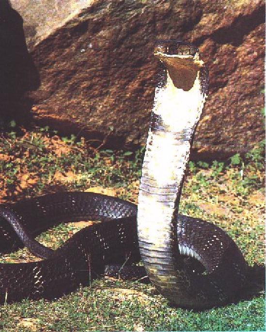 King Cobra-Stands Up Head.jpg