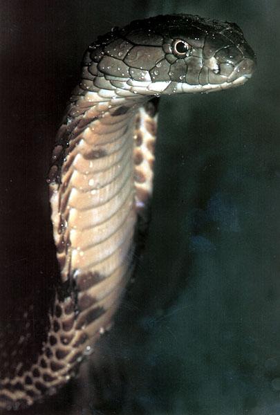 WE0698 King Cobra-1 head closeup.jpg