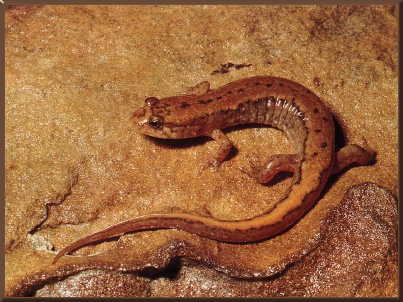 Northern Dusky Salamander 01.jpg