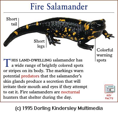 DKMMNature-Amphibian-Fire Salamander.gif