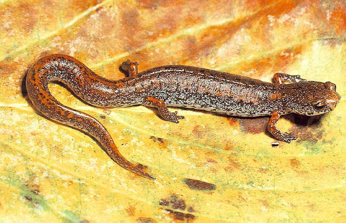 salaman3-Four-toed Salamander-on leaf.jpg