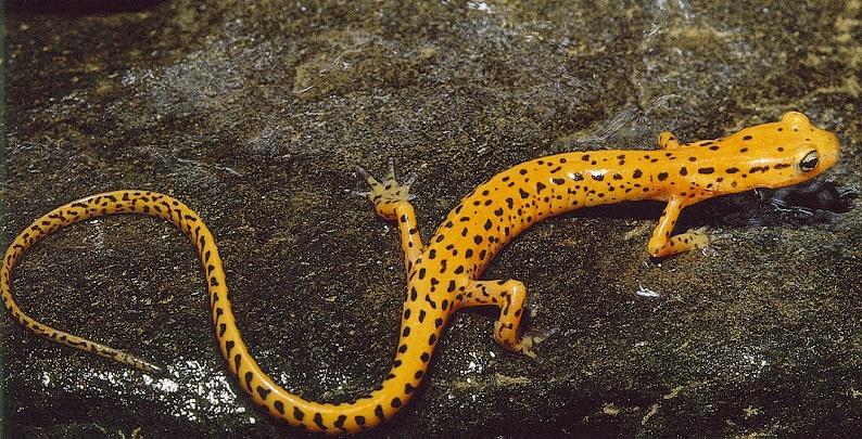salmandr-Long-tailed Salamander-on rock.jpg