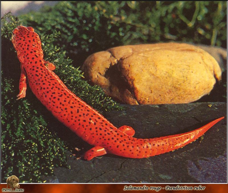 PO wl 078 Salamandre rouge.jpg
