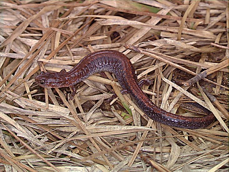 SoRbSal-Southern Red-backed Salamander.jpg