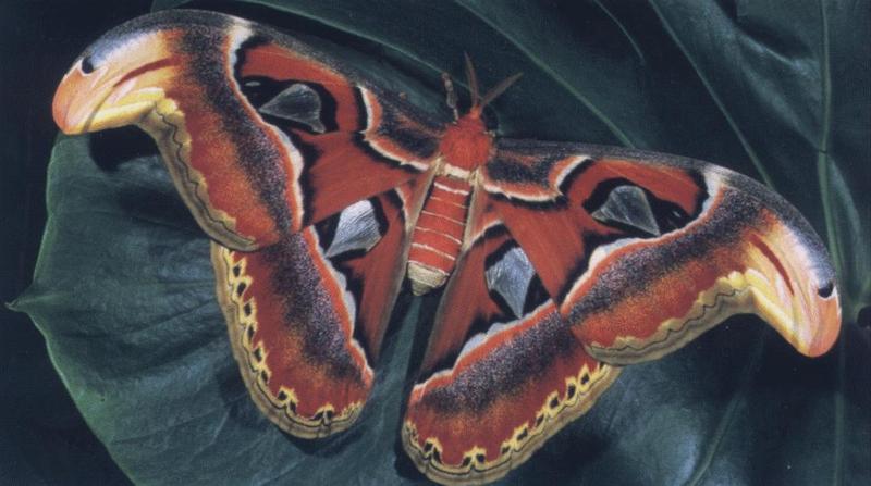animal09-Indonesian Atlas Moth.jpg
