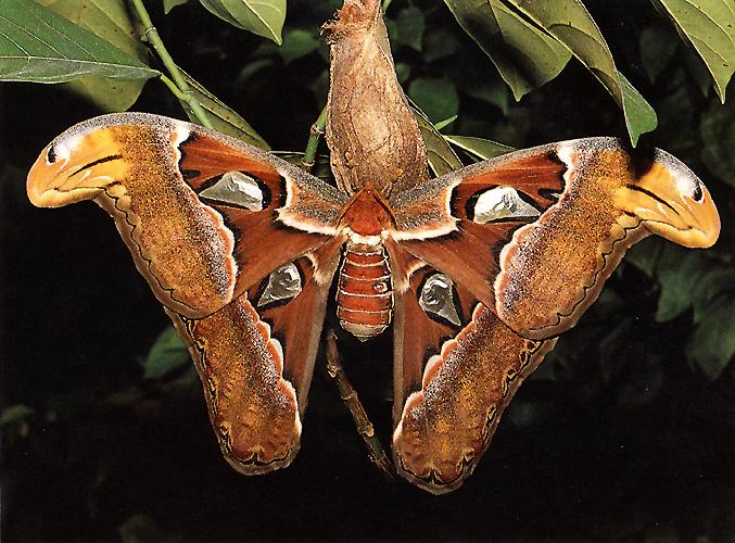 Atlas Moth01.jpg