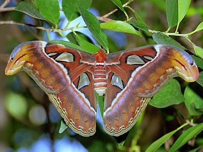 Atlas Moth.jpg