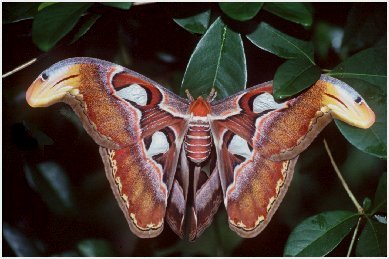 Giant Atlas Moth.jpg