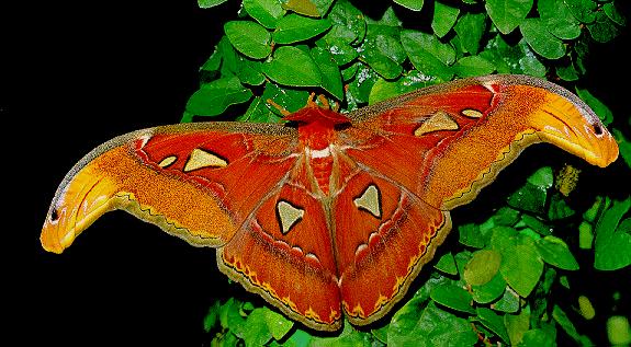 r-Atlas Moth.jpg