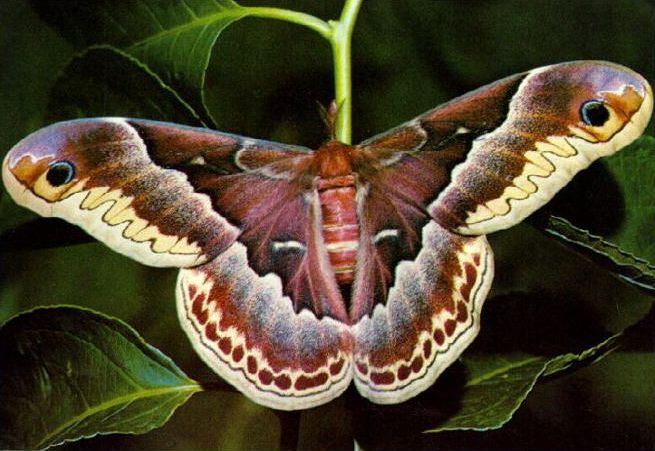 00010-Cecropia Moth-on leaf.jpg