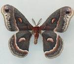 Cecropia Moth.jpg